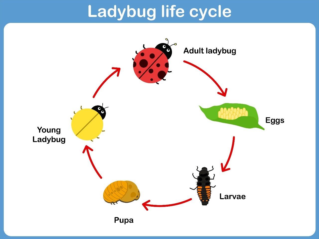 Lifecycle of Ladybug