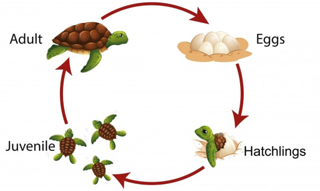 Life Cycle of Sea Turtle
