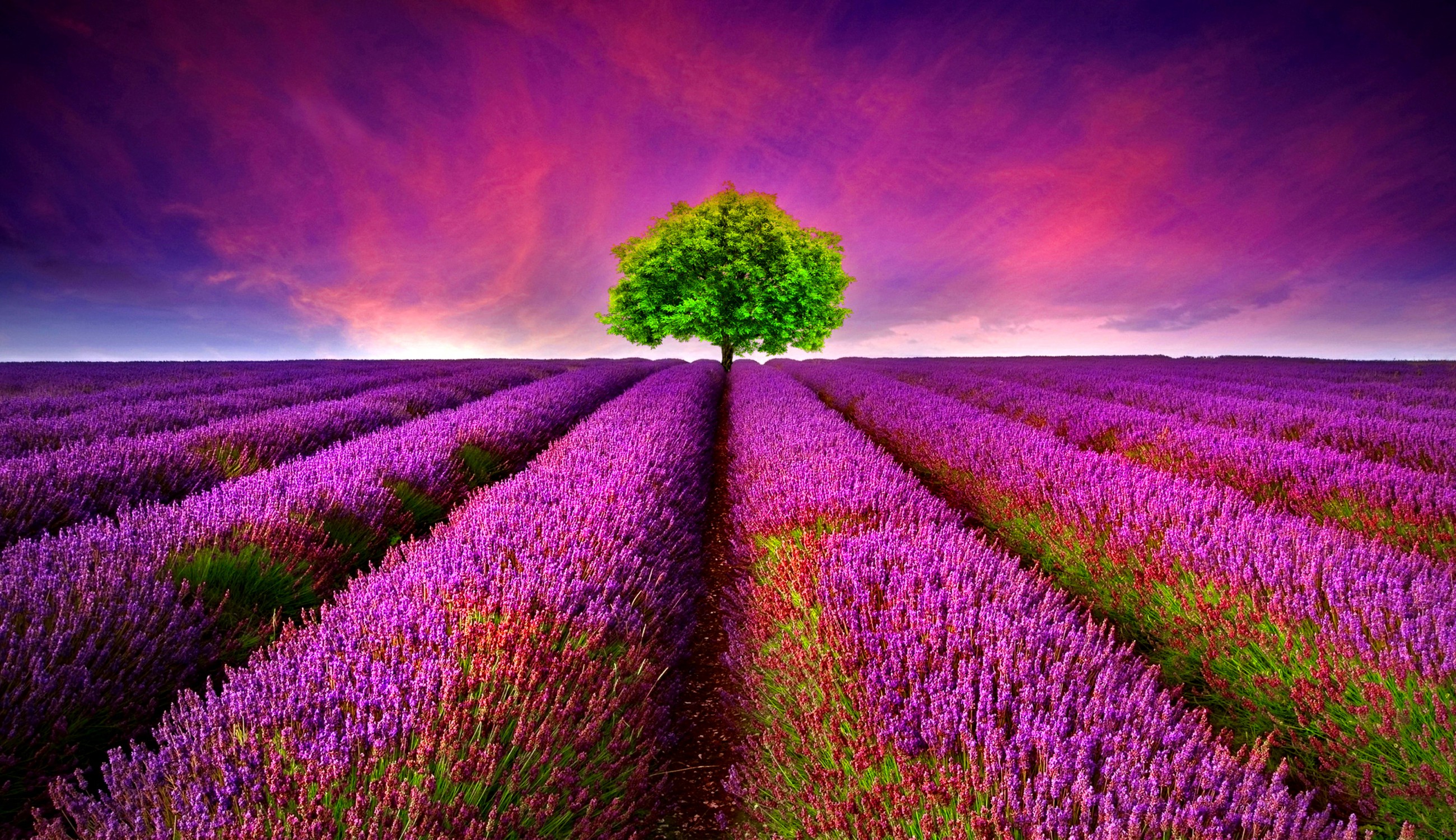 What Are The Fields Of Purple Flowers At Sandra Gabrielson Blog