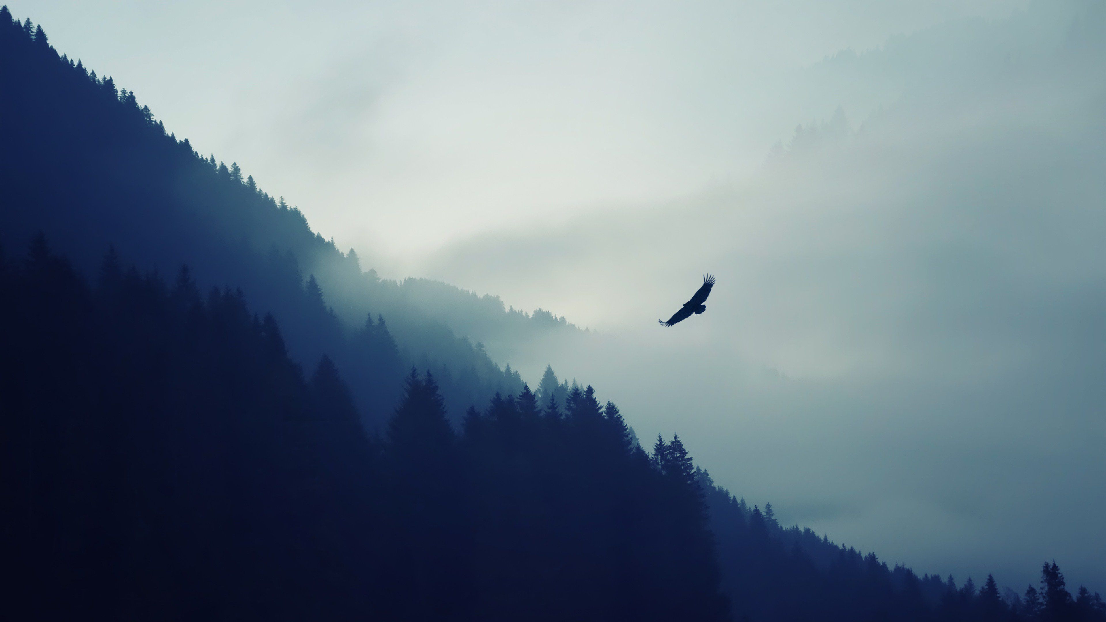 4k nature mountain eagle fog