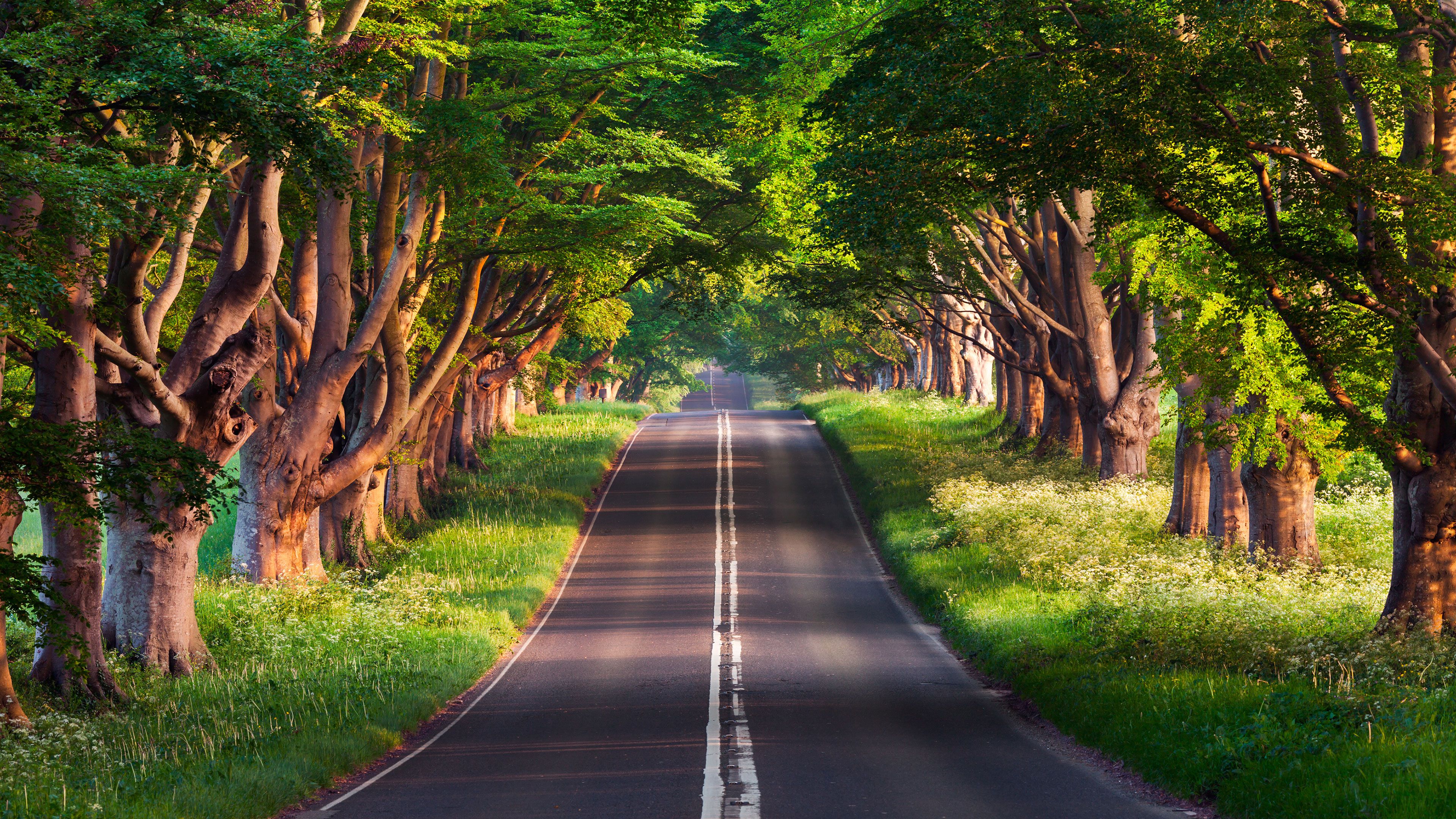 4k road covered trees