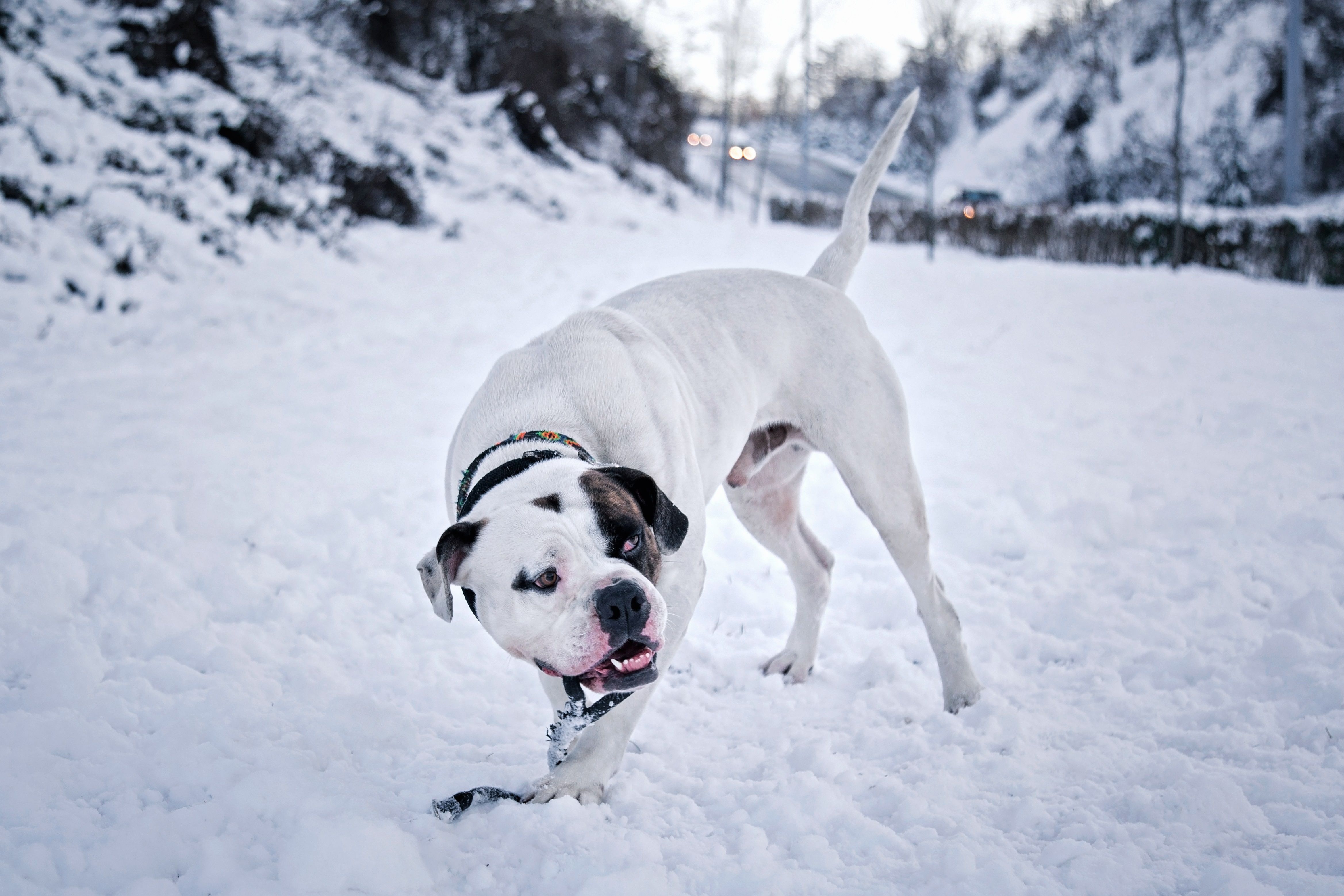 american bulldog white