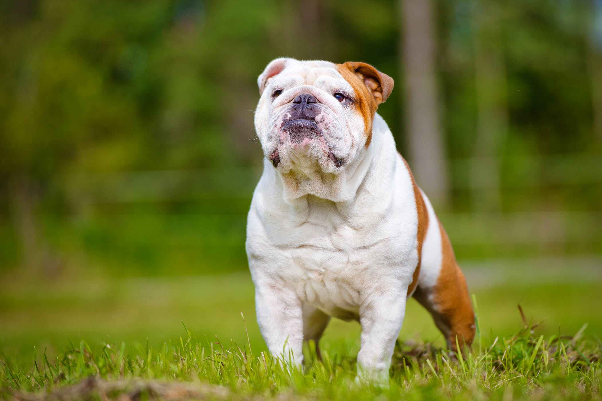 bulldog standing on grass