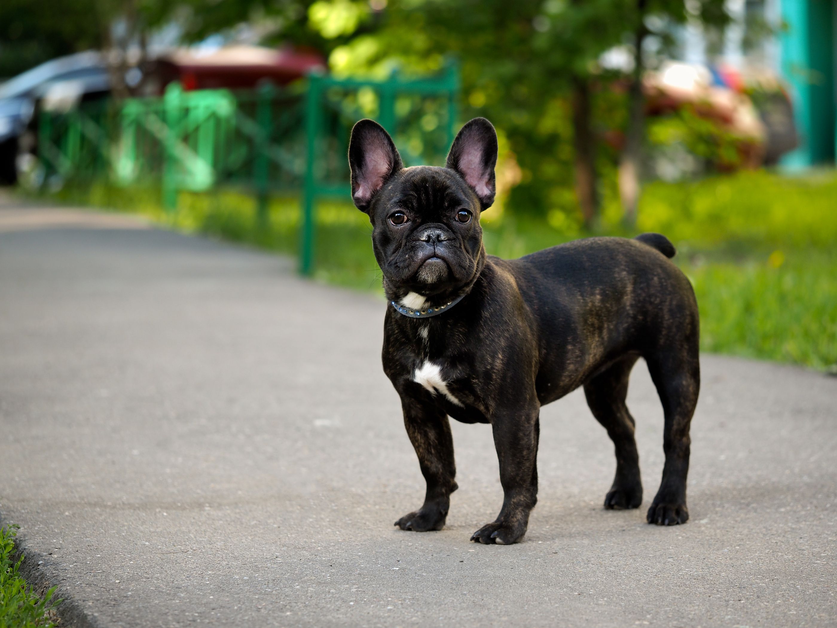 french bulldog on sidewalk