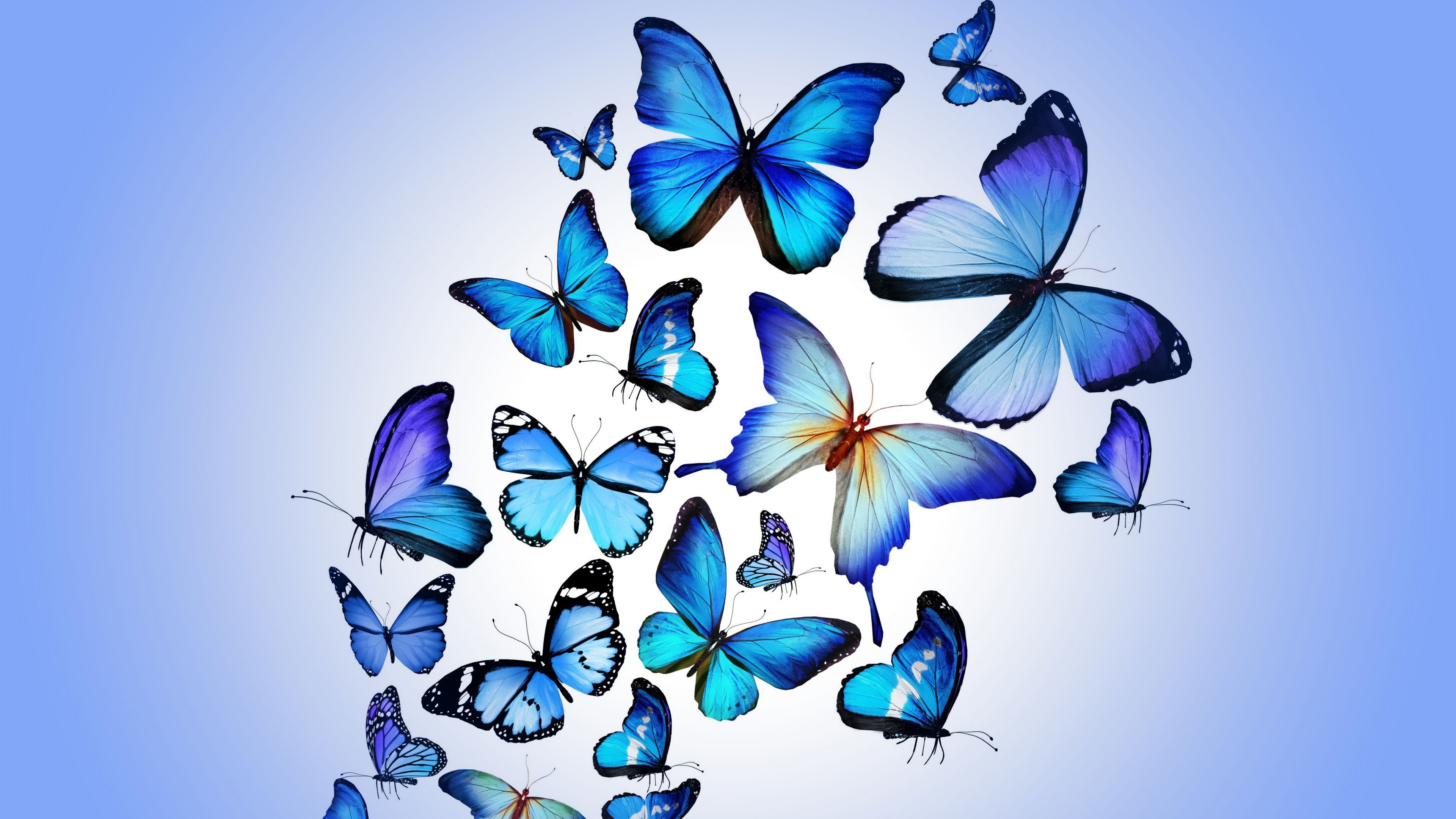 butterfly colorful blue drawing art