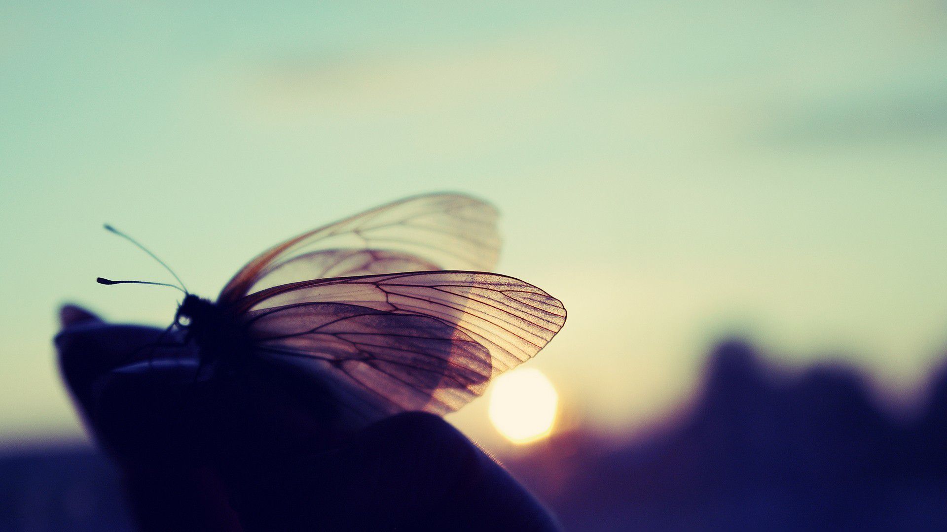 butterfly evening glare light