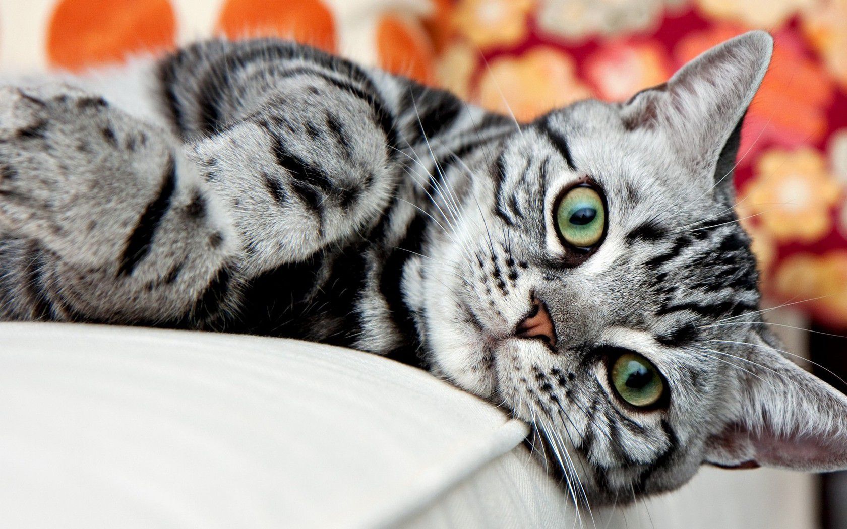 american shorthair cat lying on white bed