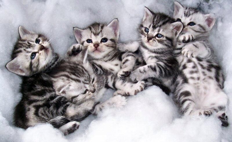 american shorthair cats