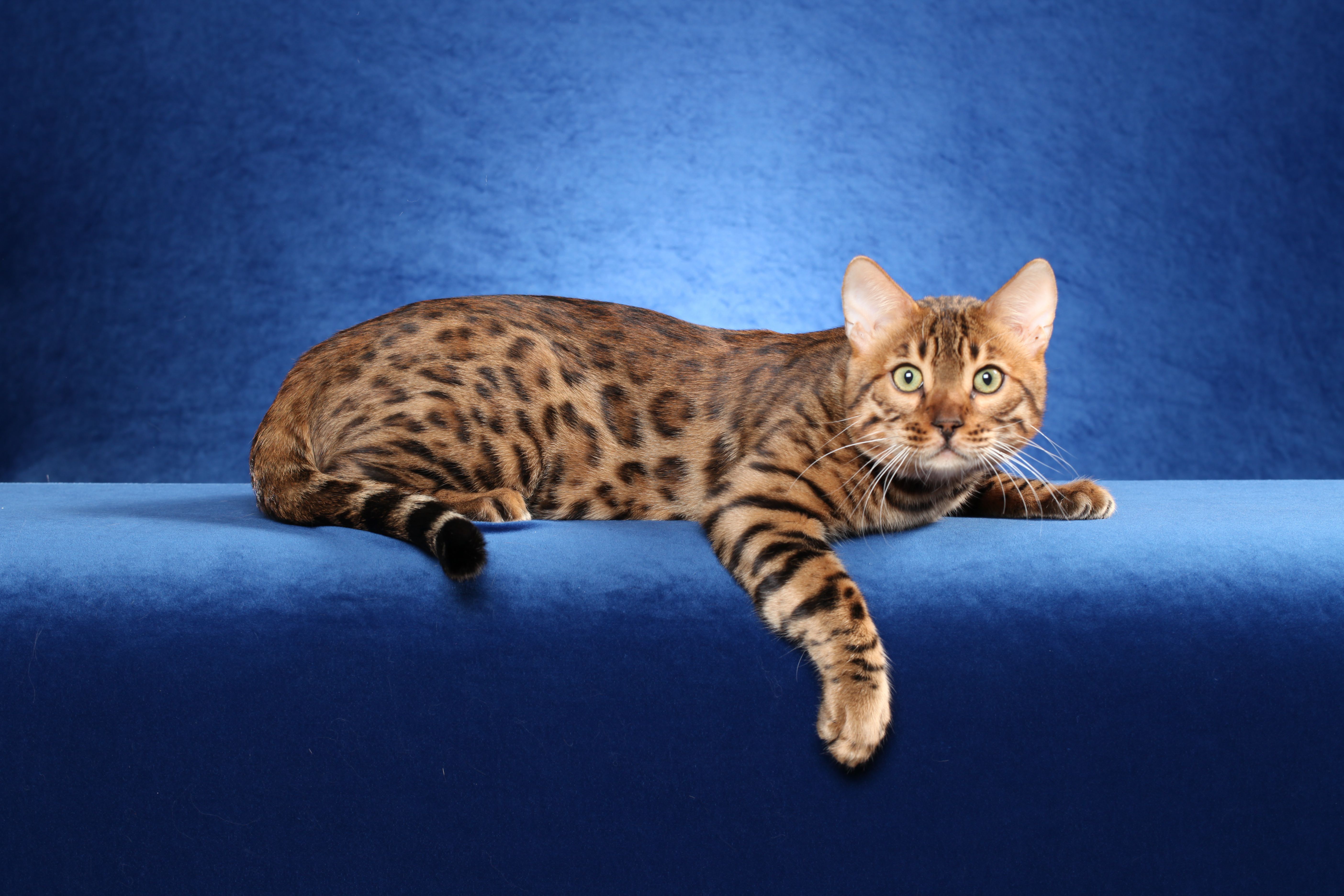 bengal cat