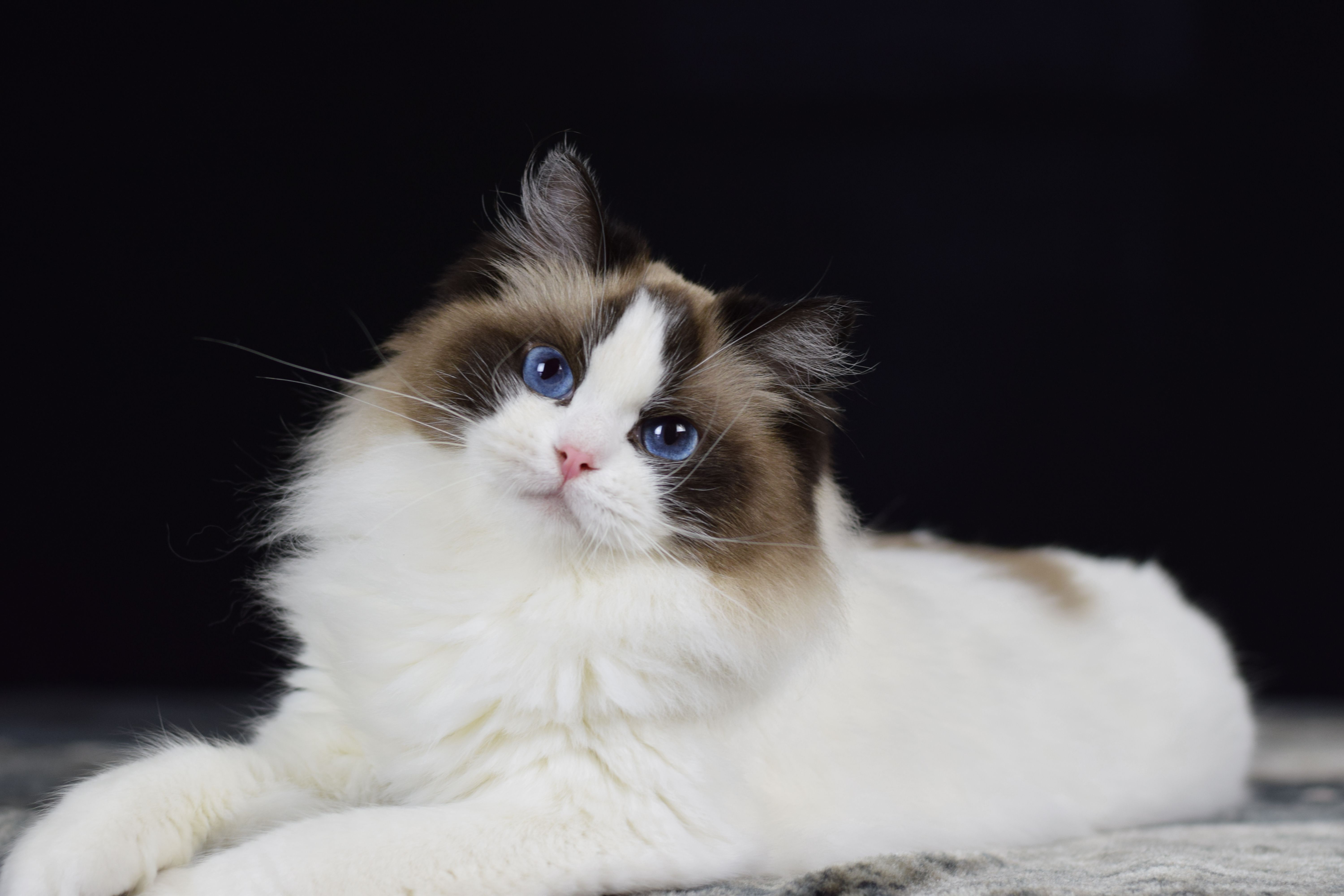 ragdoll cat