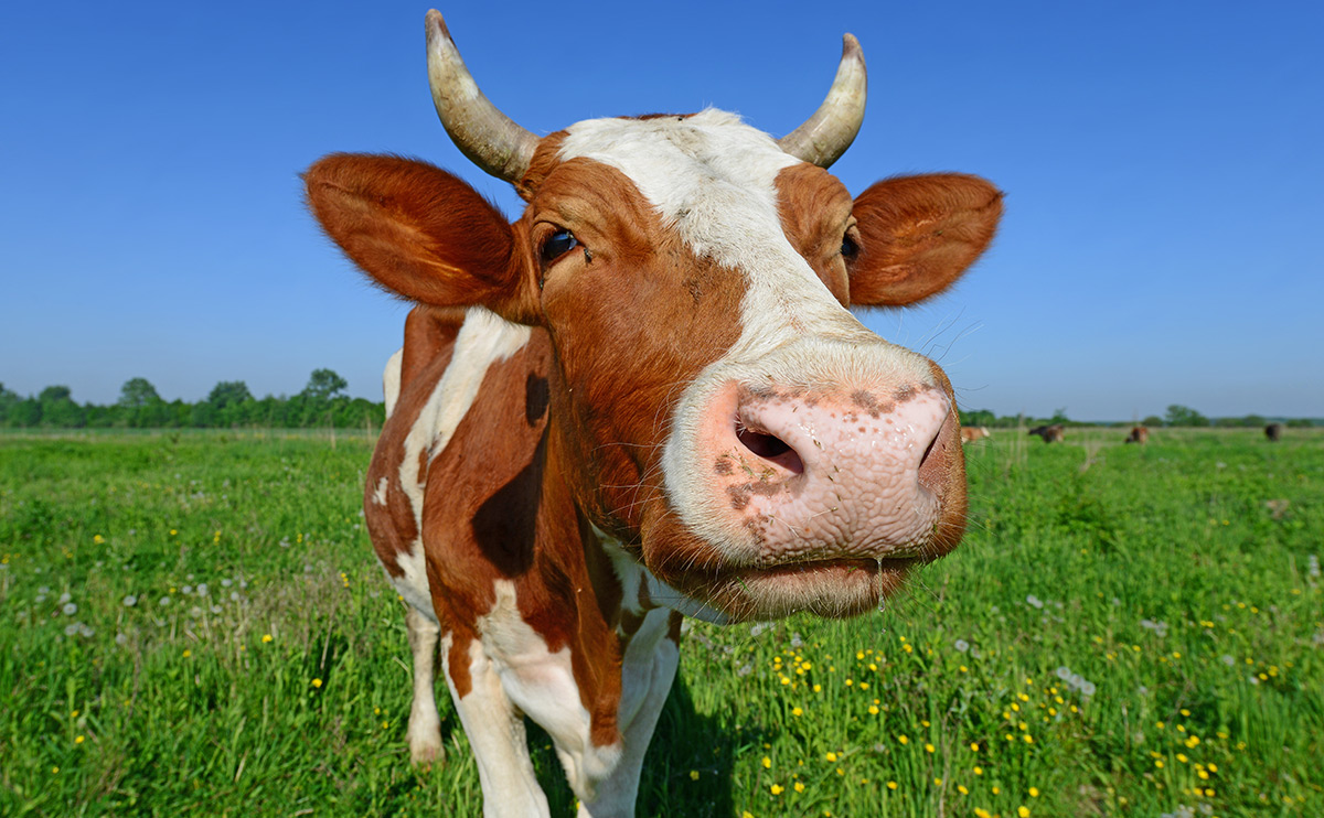 cow closeup pasture
