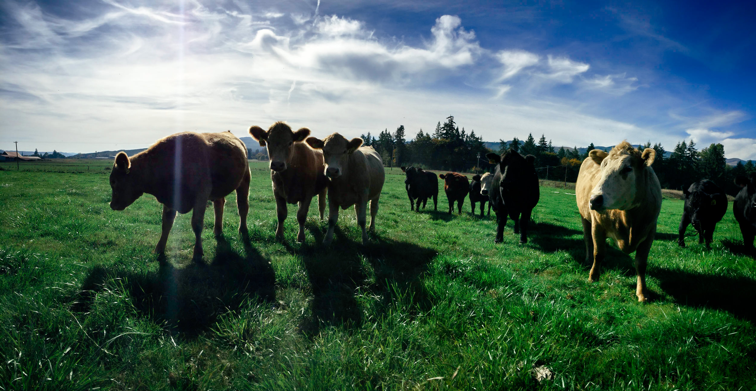 cows walking together on field