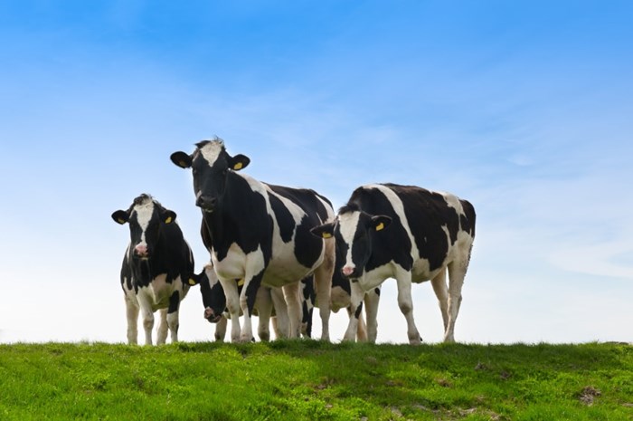 dairy cows outside in a field