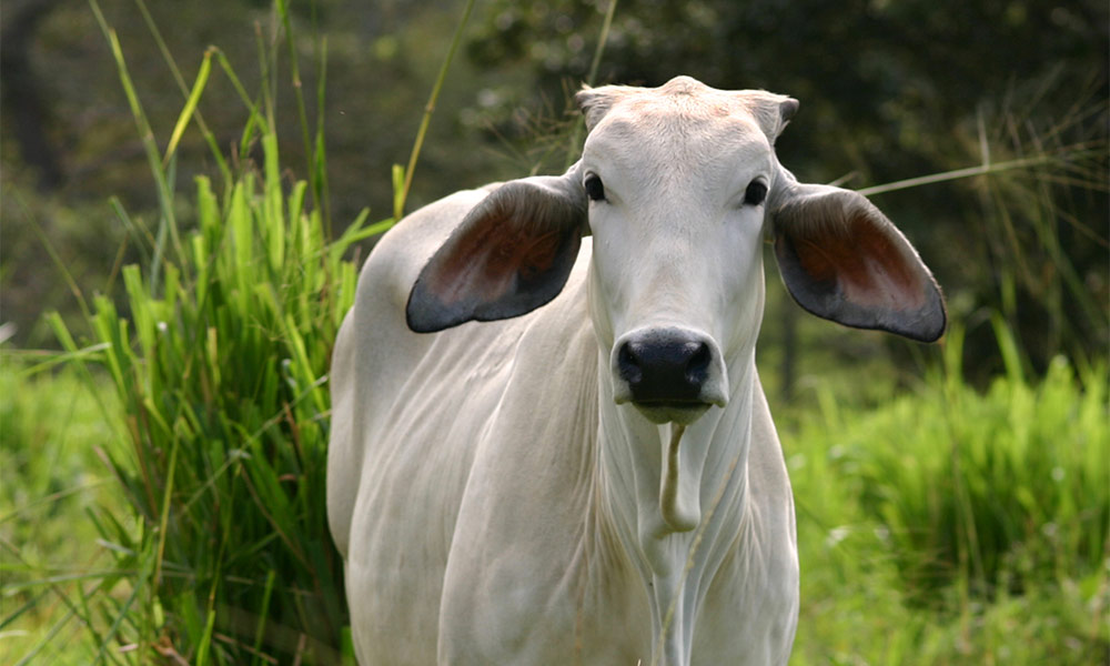 white cow