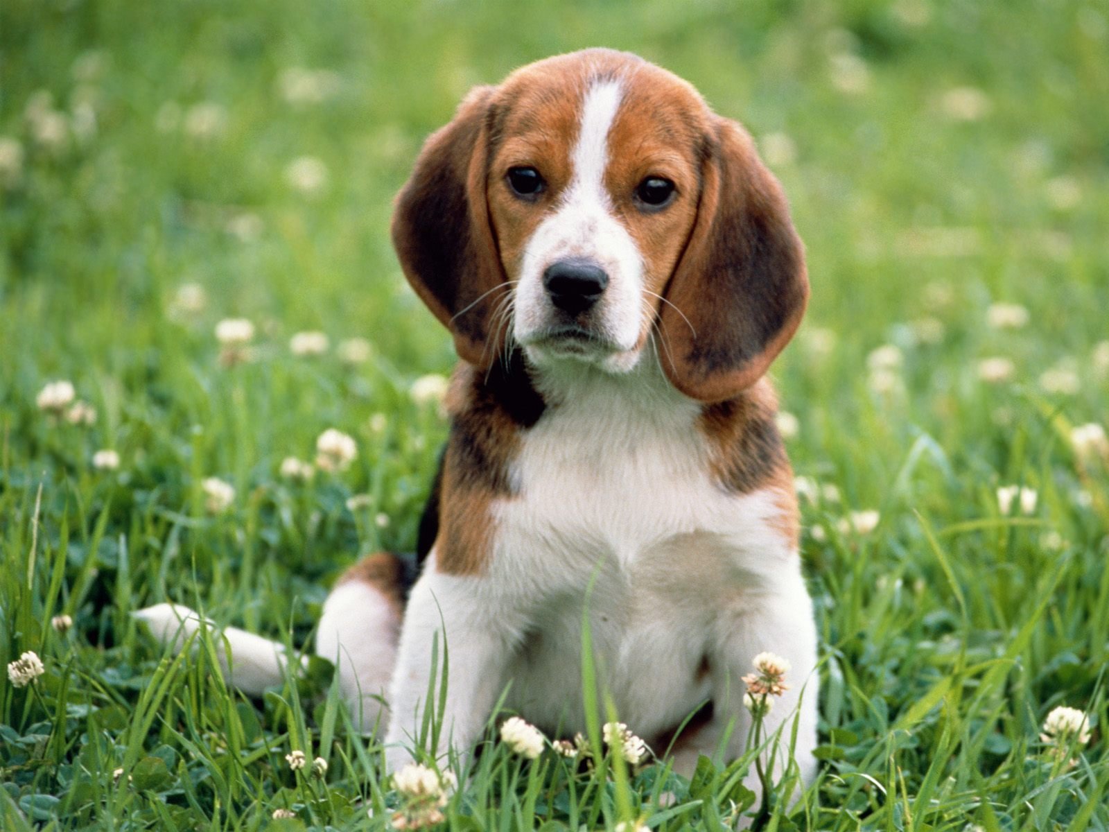 beagle dog sitting in grass