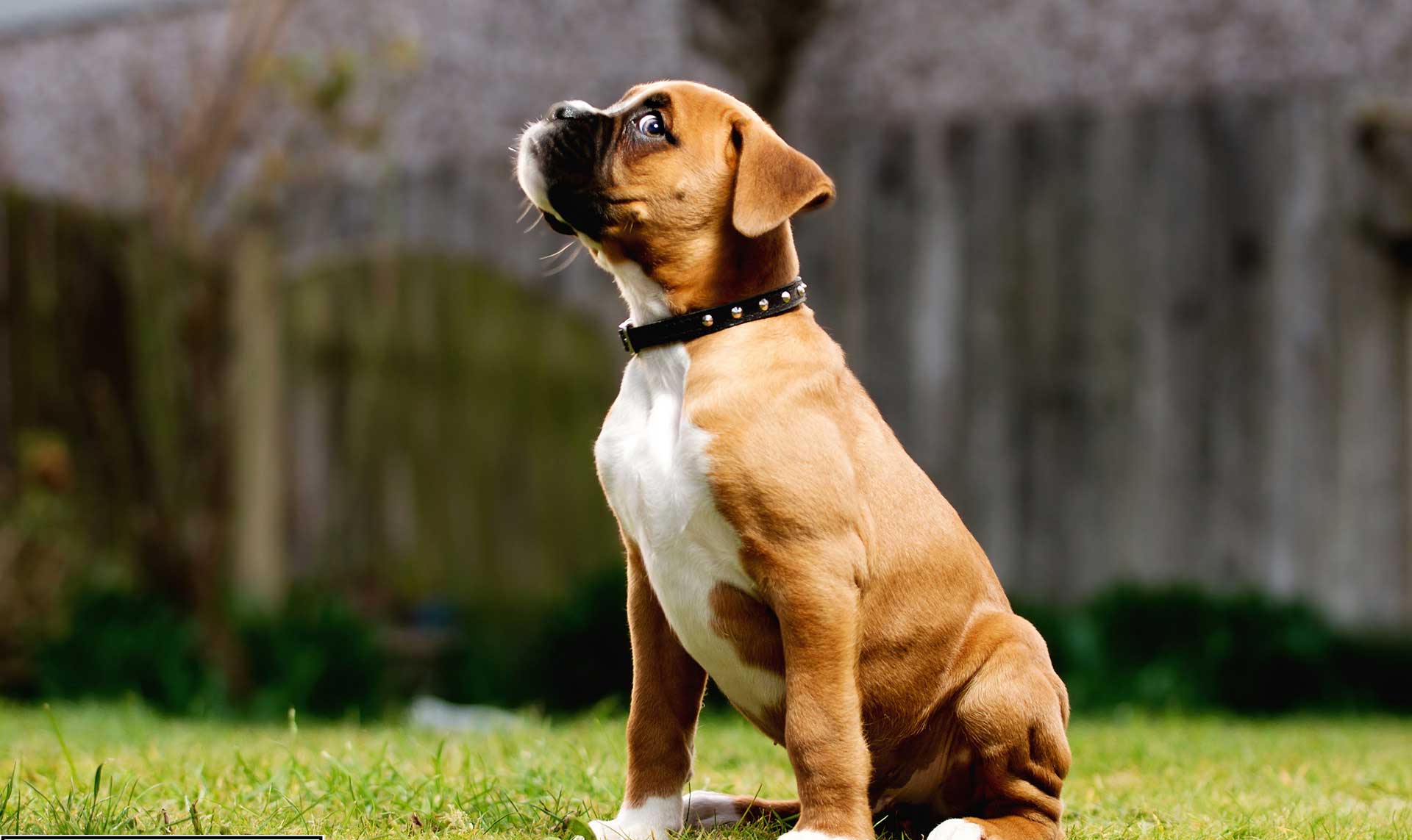 boxer dog sitting side view