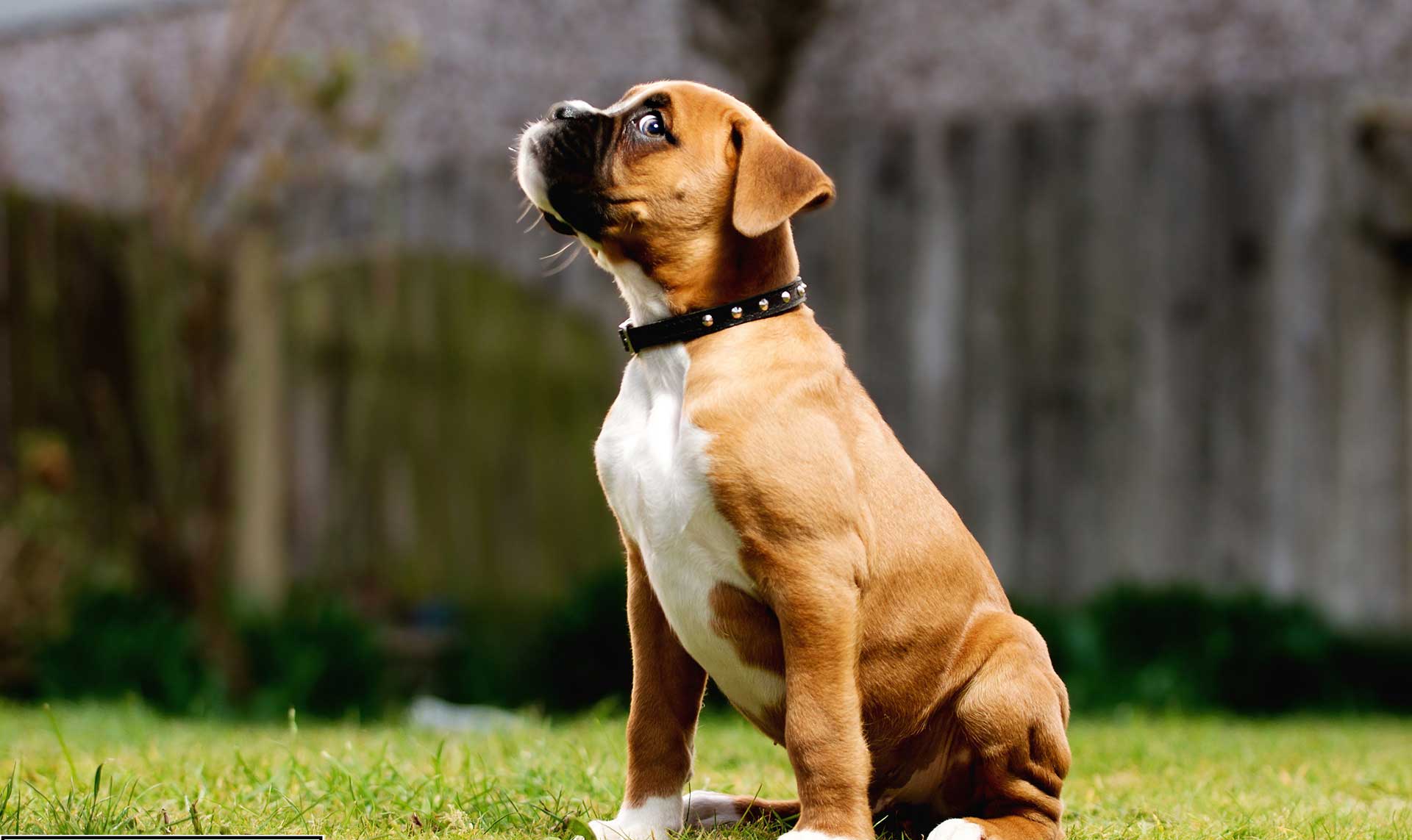 Featured image of post Side View Boxer Dog Sitting Boxer dog carrying easter basket