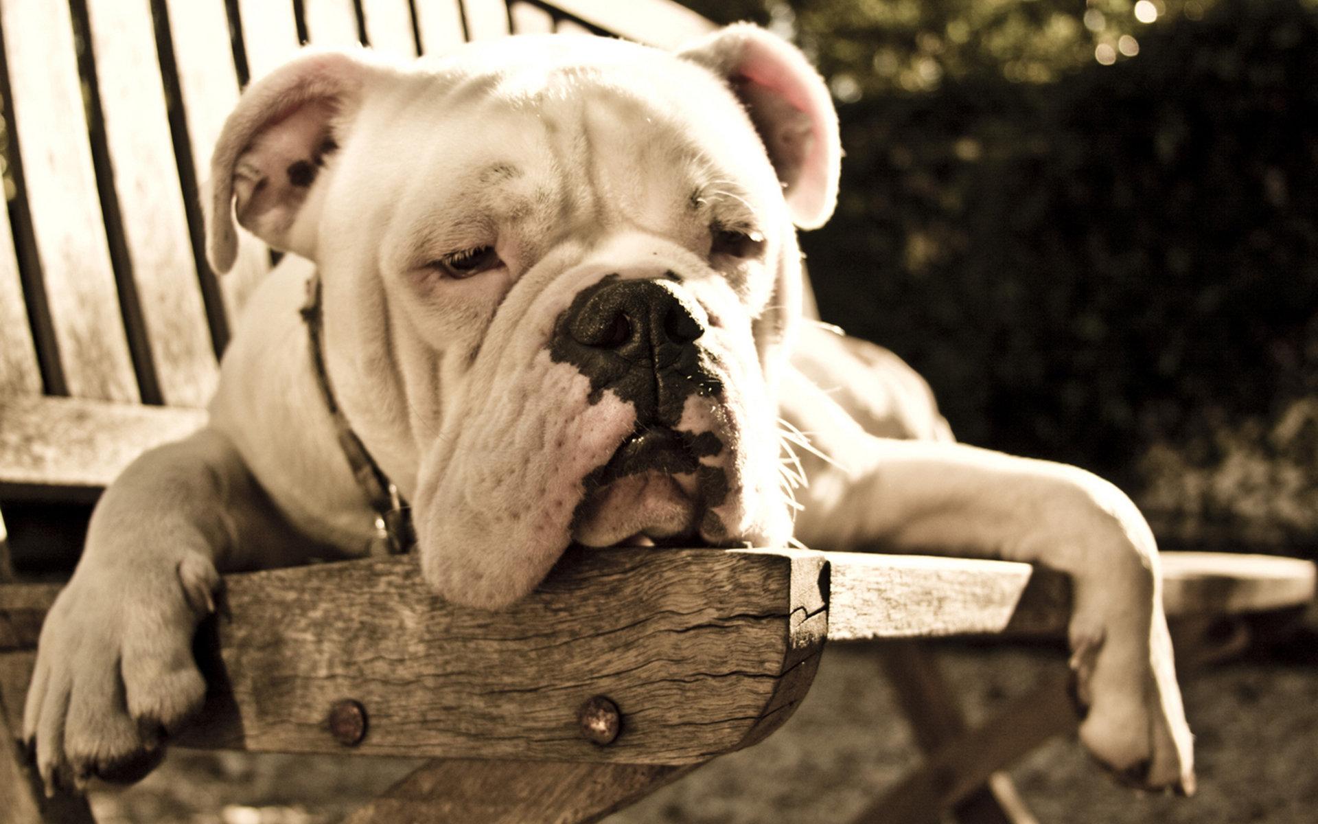bulldog lying on wooden chair