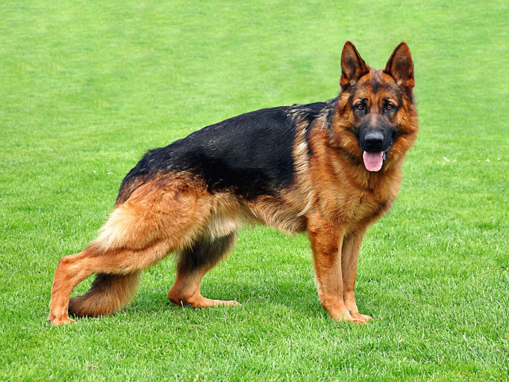 german shepherd on park