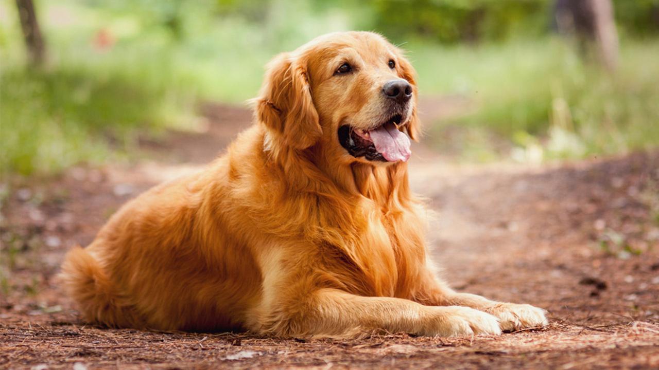 golden retriever sitting side view