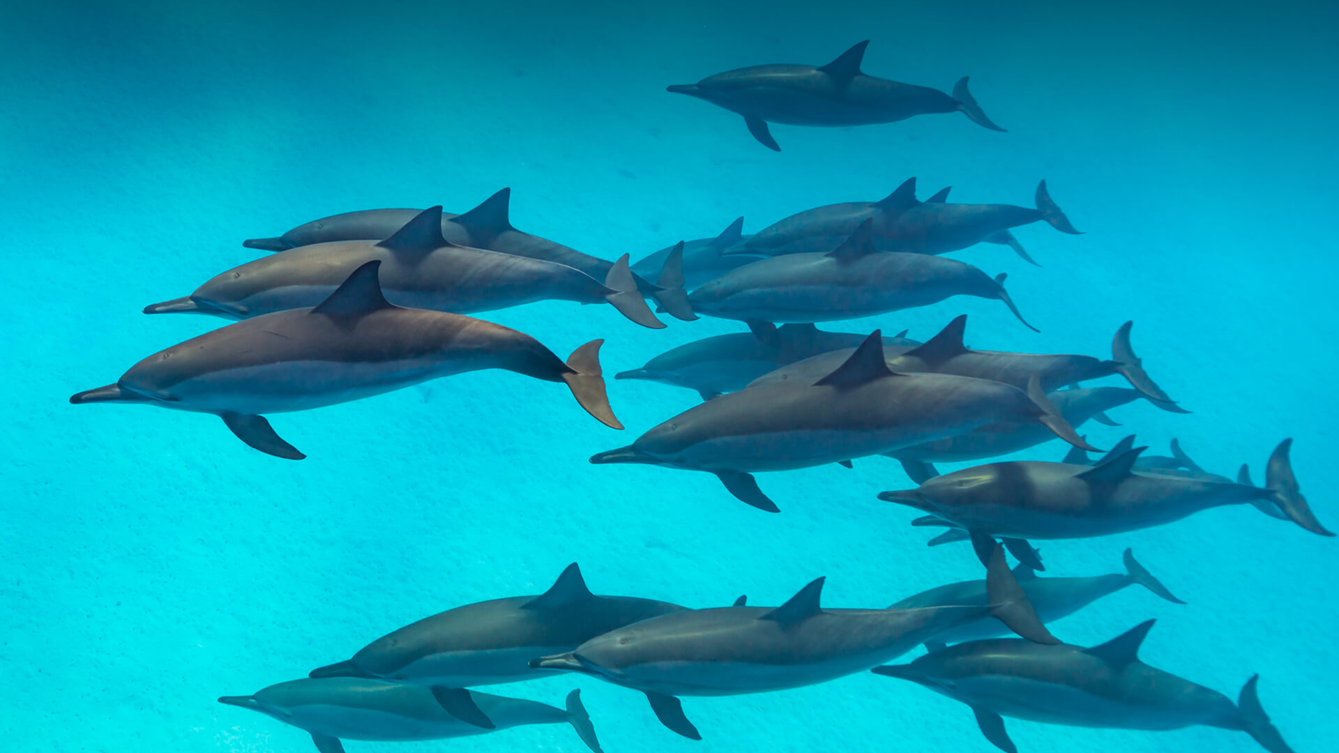 dolphins flock underwater