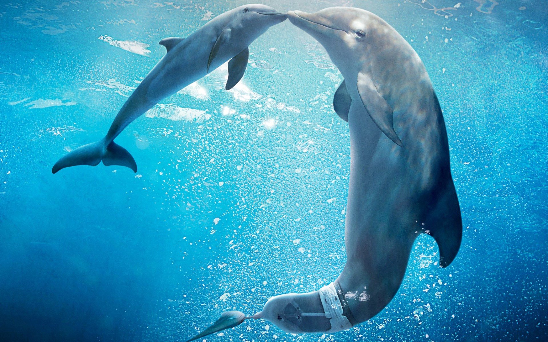 dolphins kiss underwater