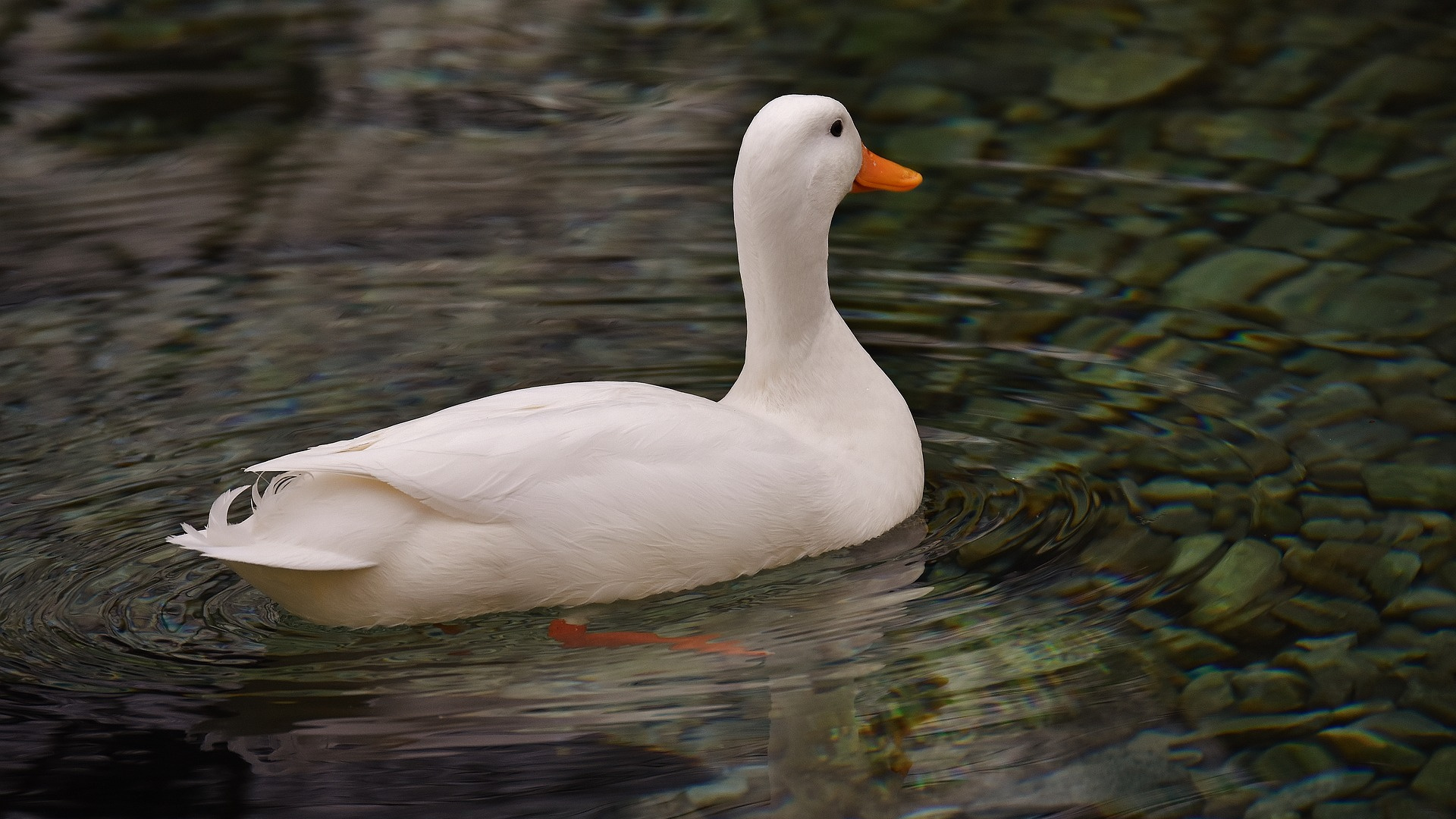 american pekin duck bird swim