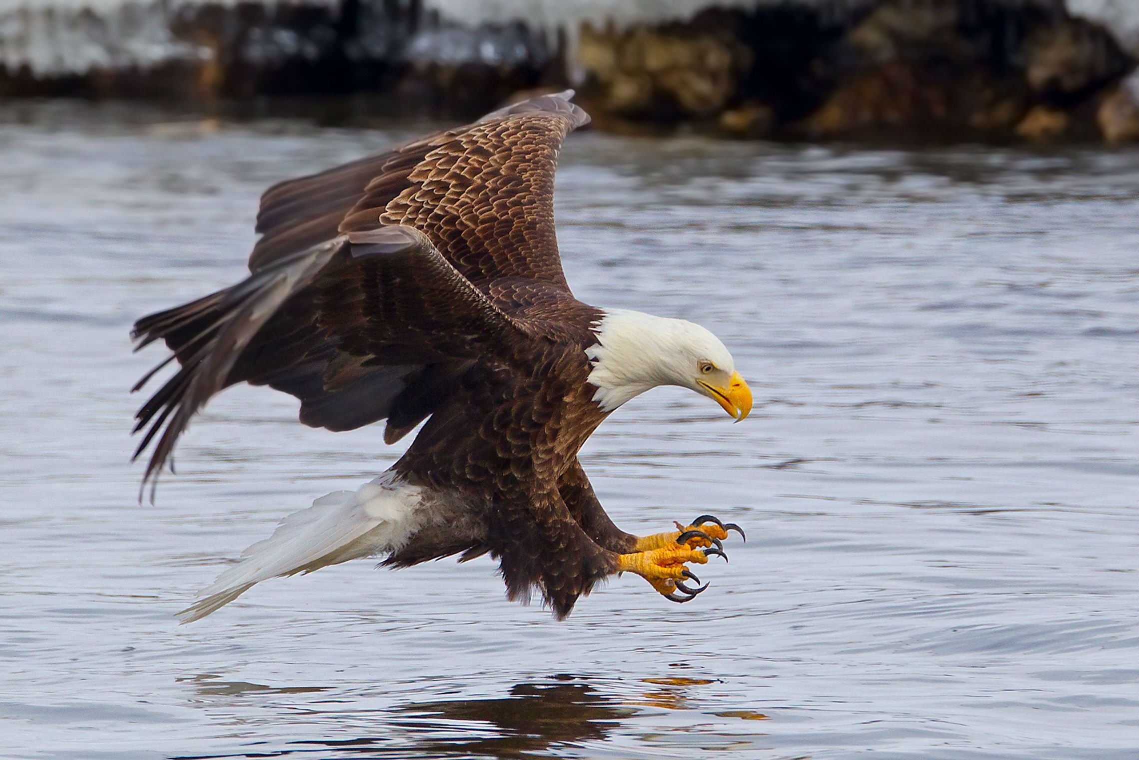 bald eagle diving for a catch