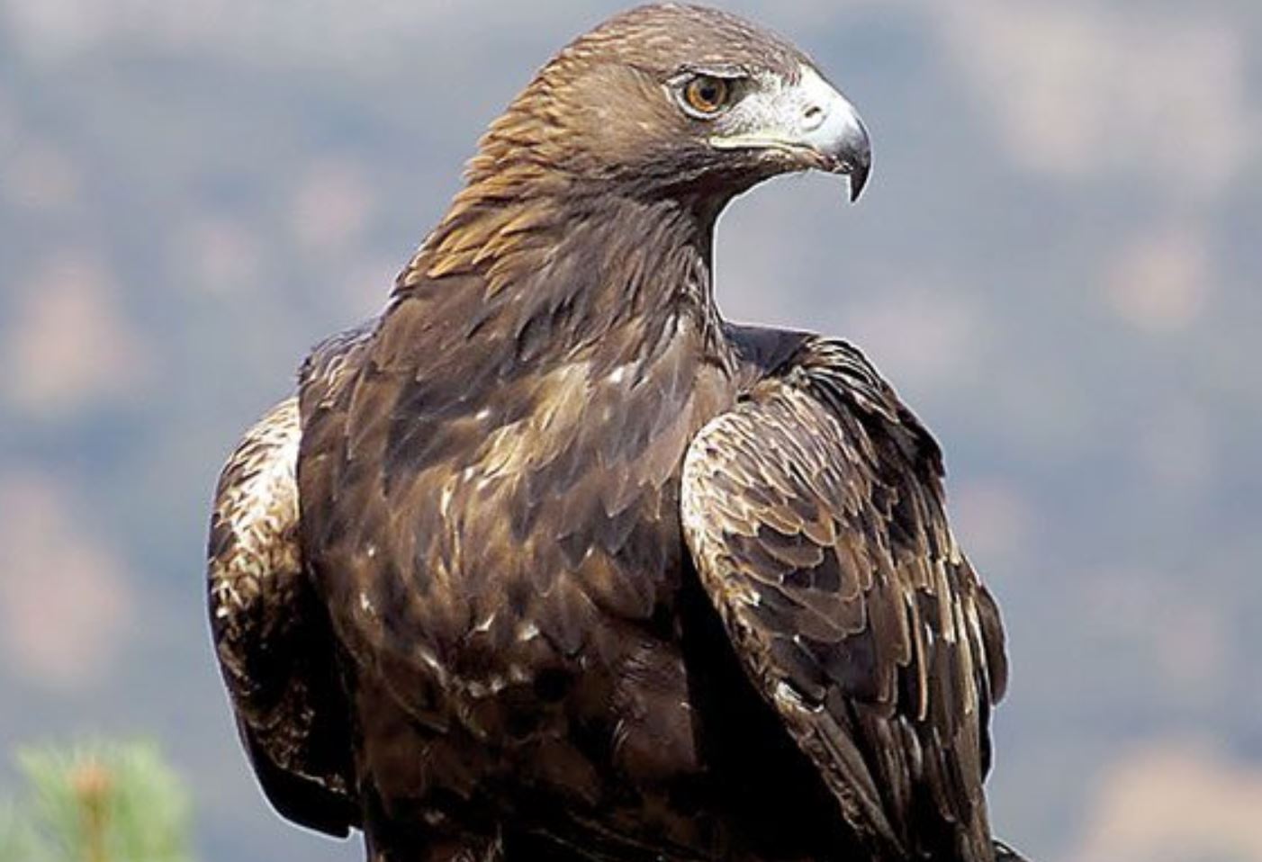 golden eagle sitting close up view