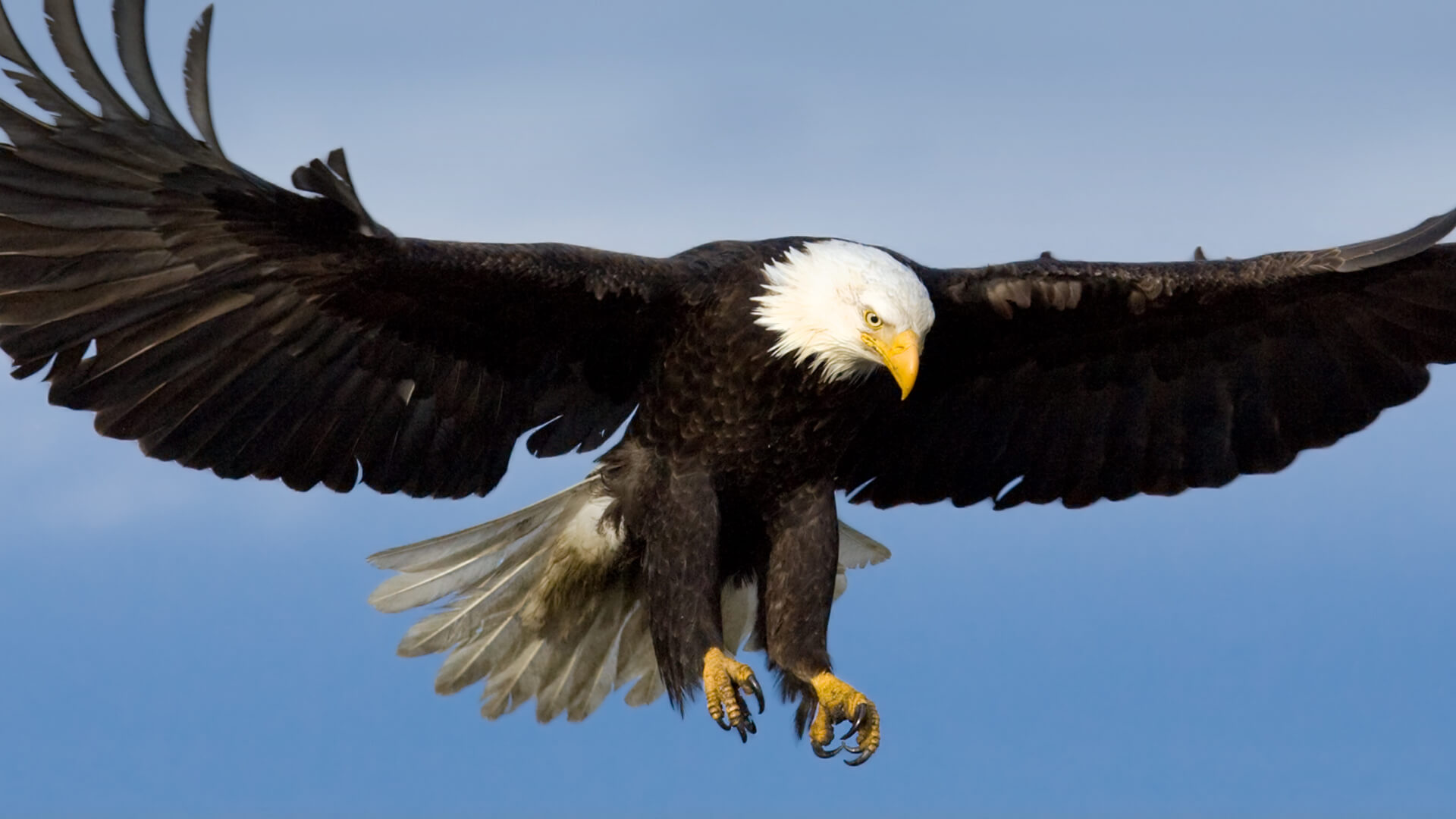 hero bald eagle