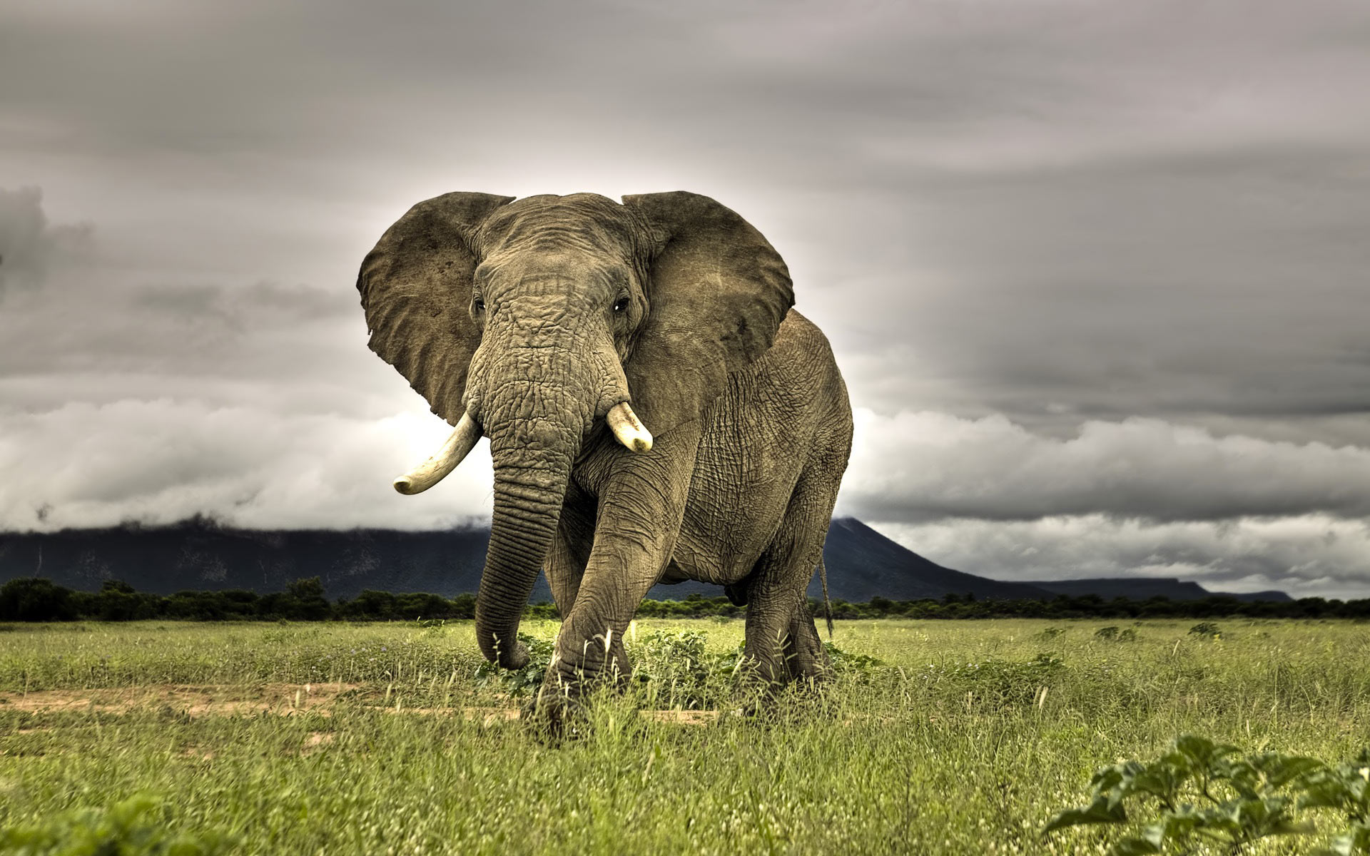 african bush elephant field dark clouds