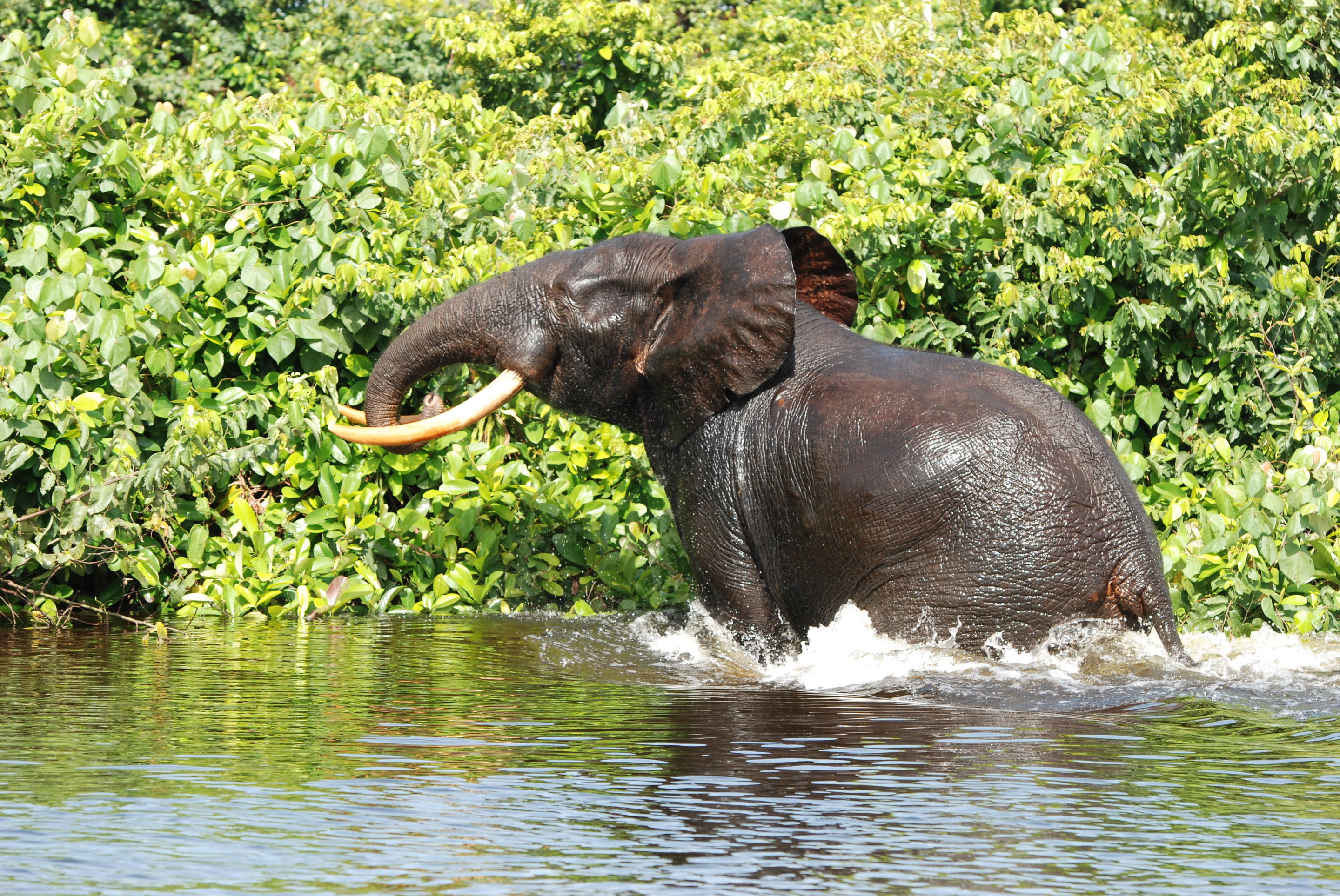 african forest elephant central africa