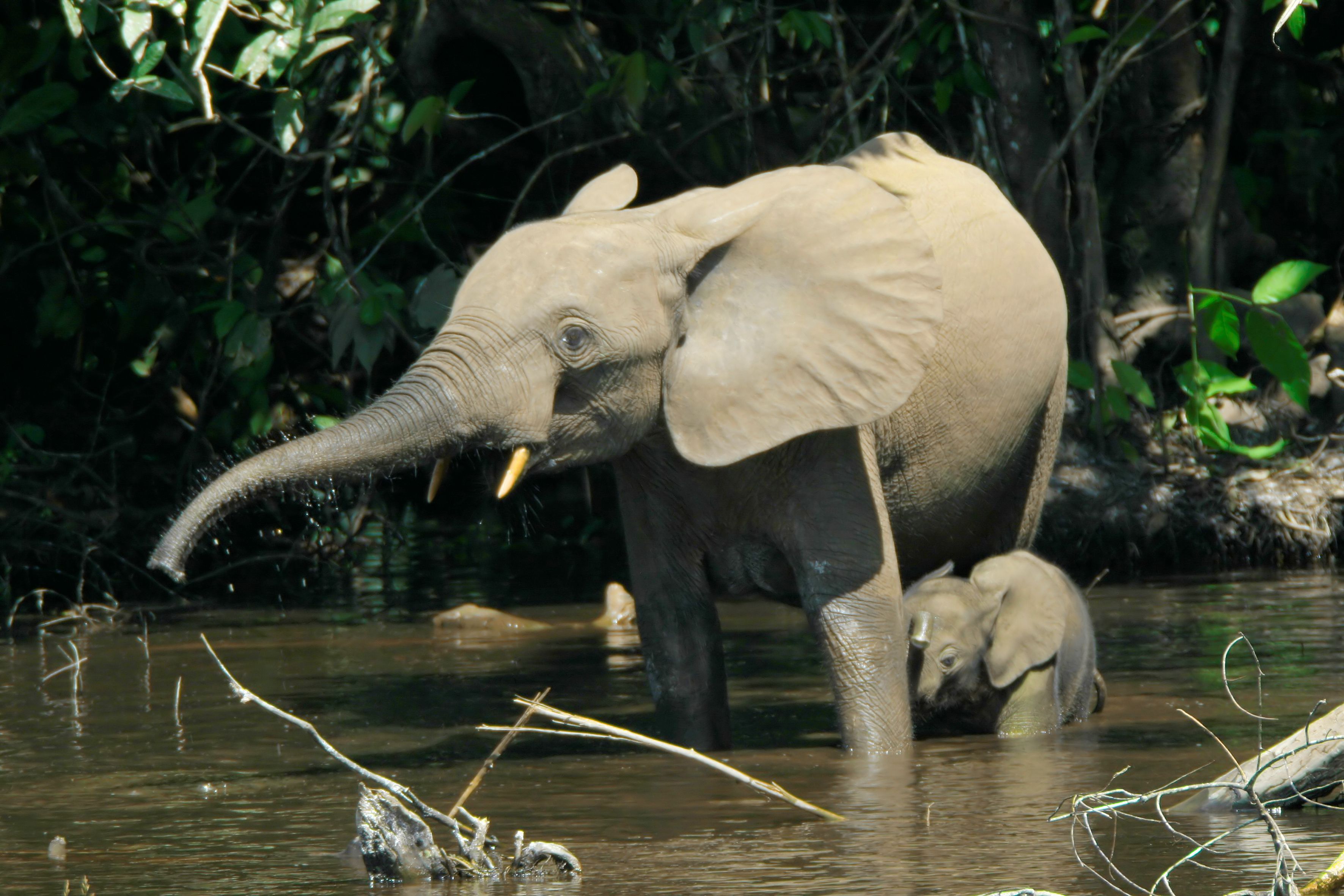 african forest elephant