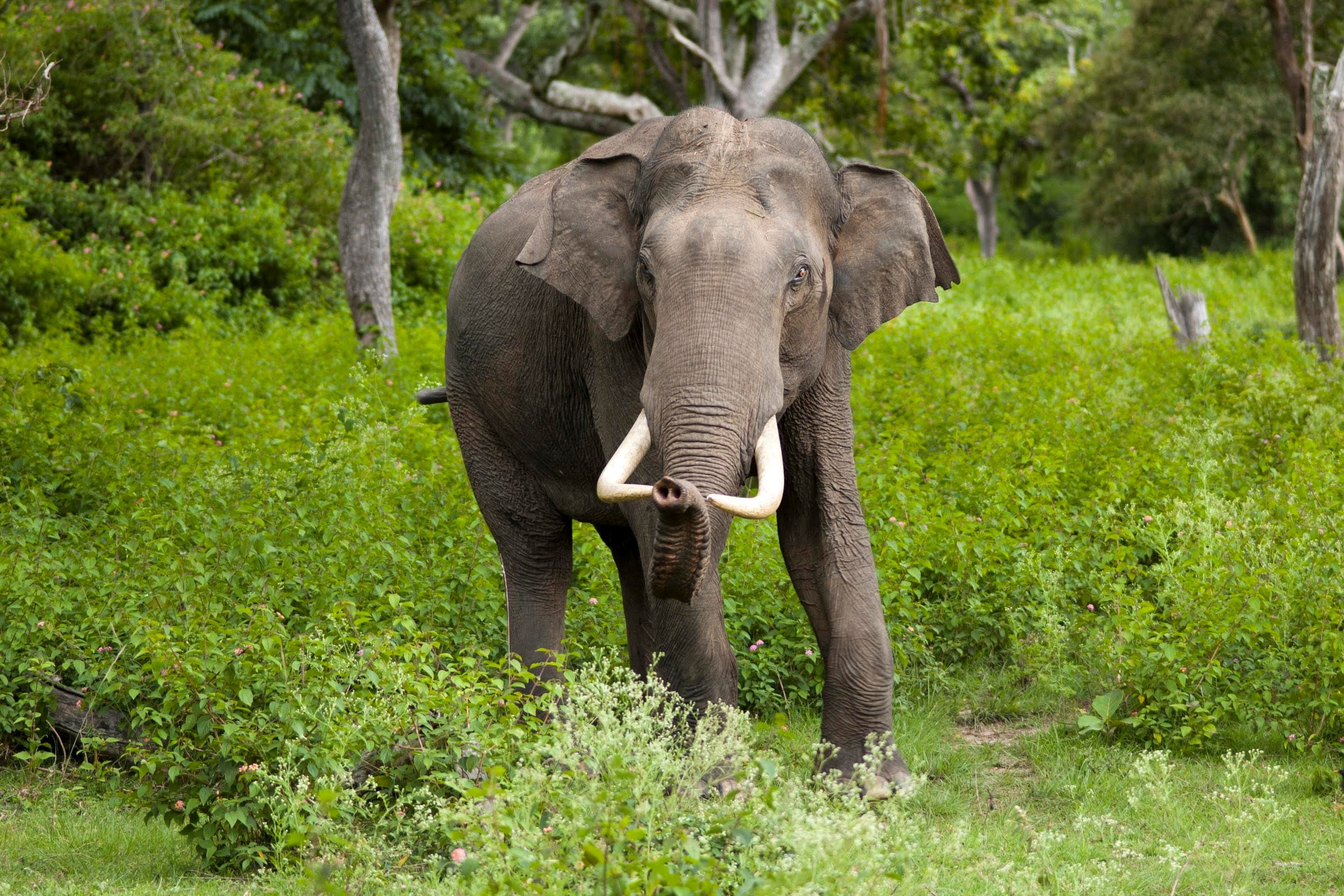 asian elephant forest