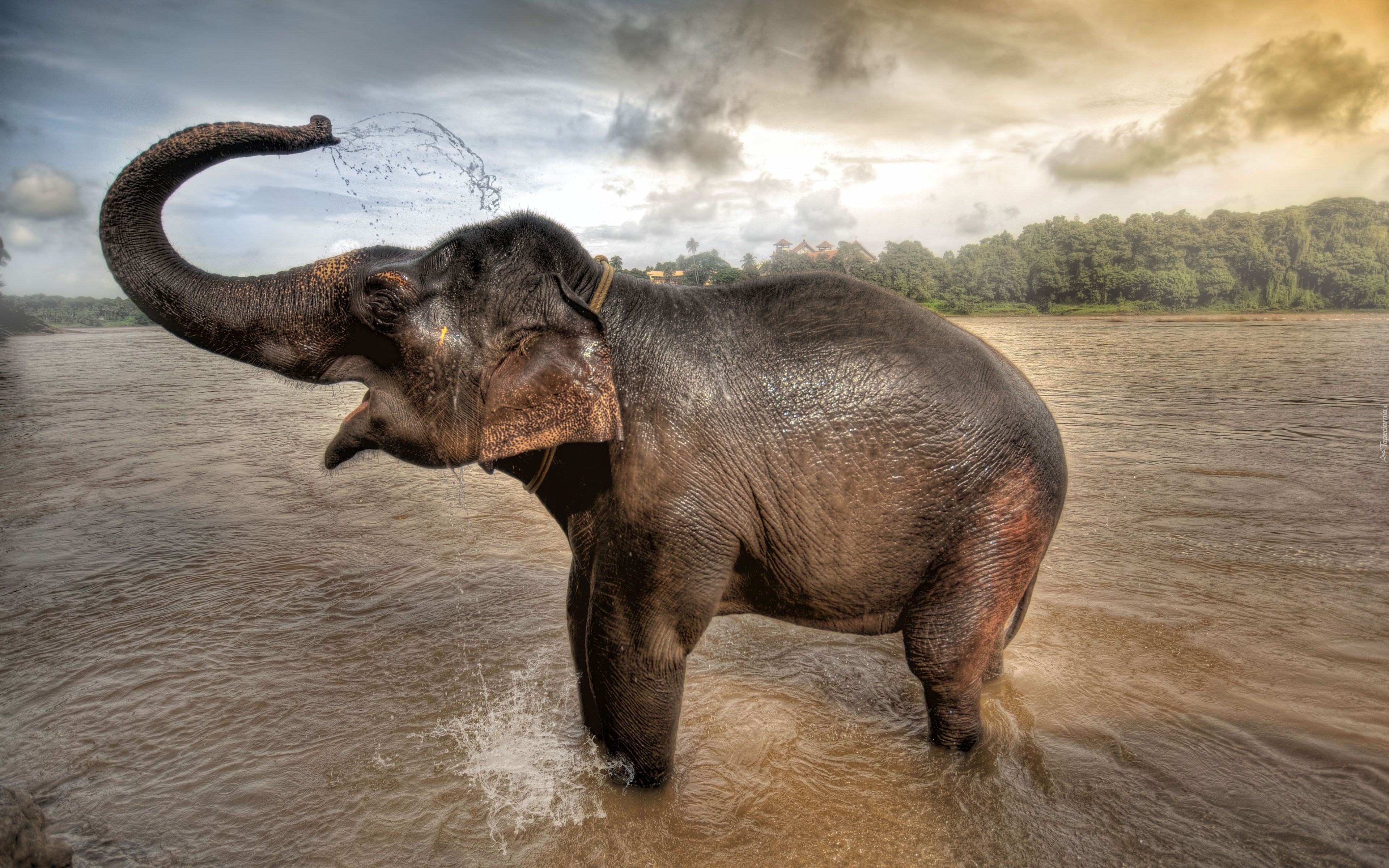 asian elephant taking bath