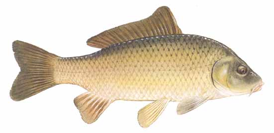 common carp big fish