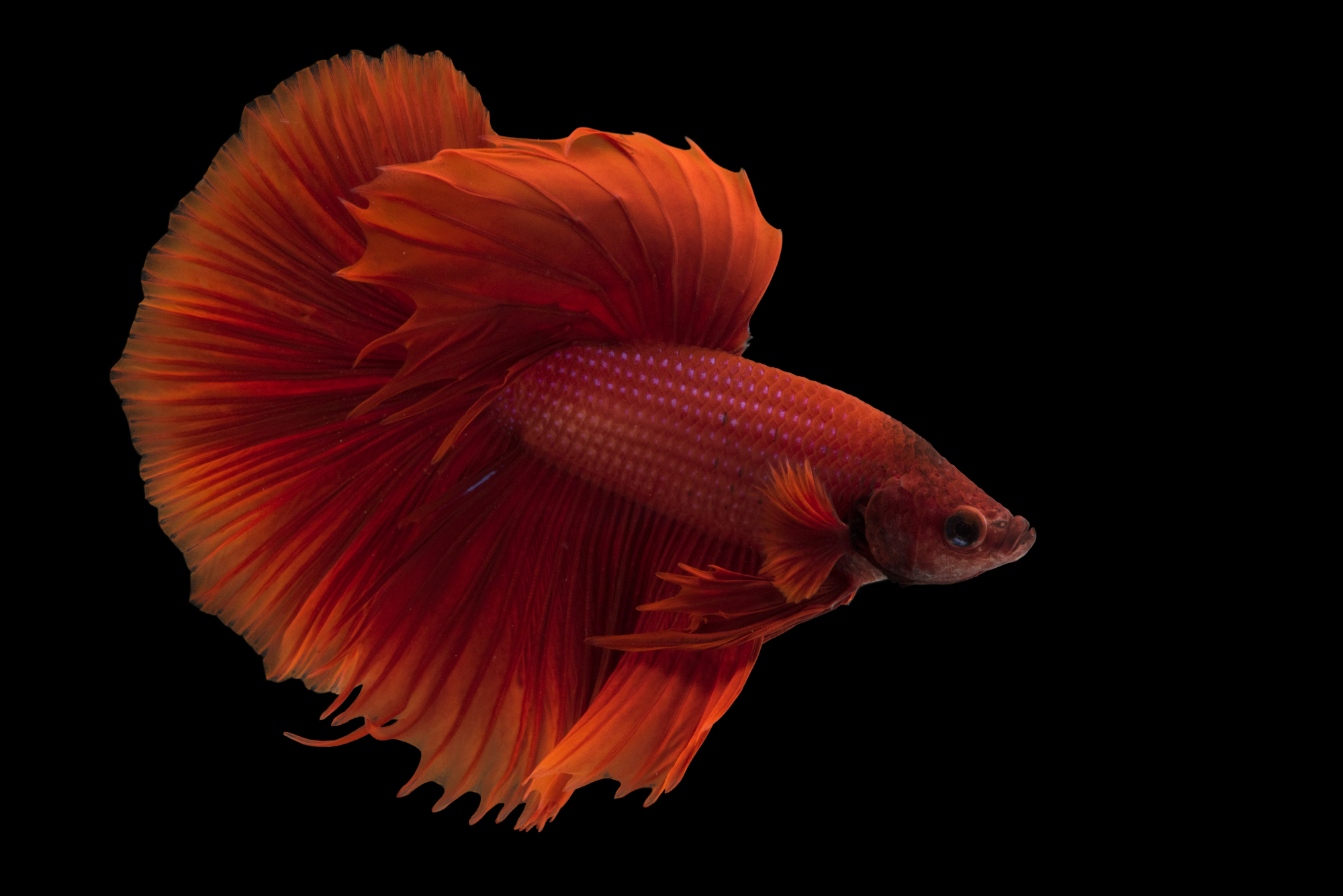 siamese fighting fish red