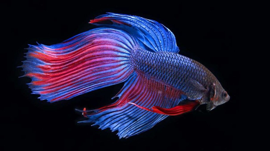 siamese fighting fish