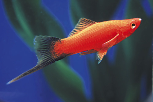 swordtail assorted xiphophorus helleri