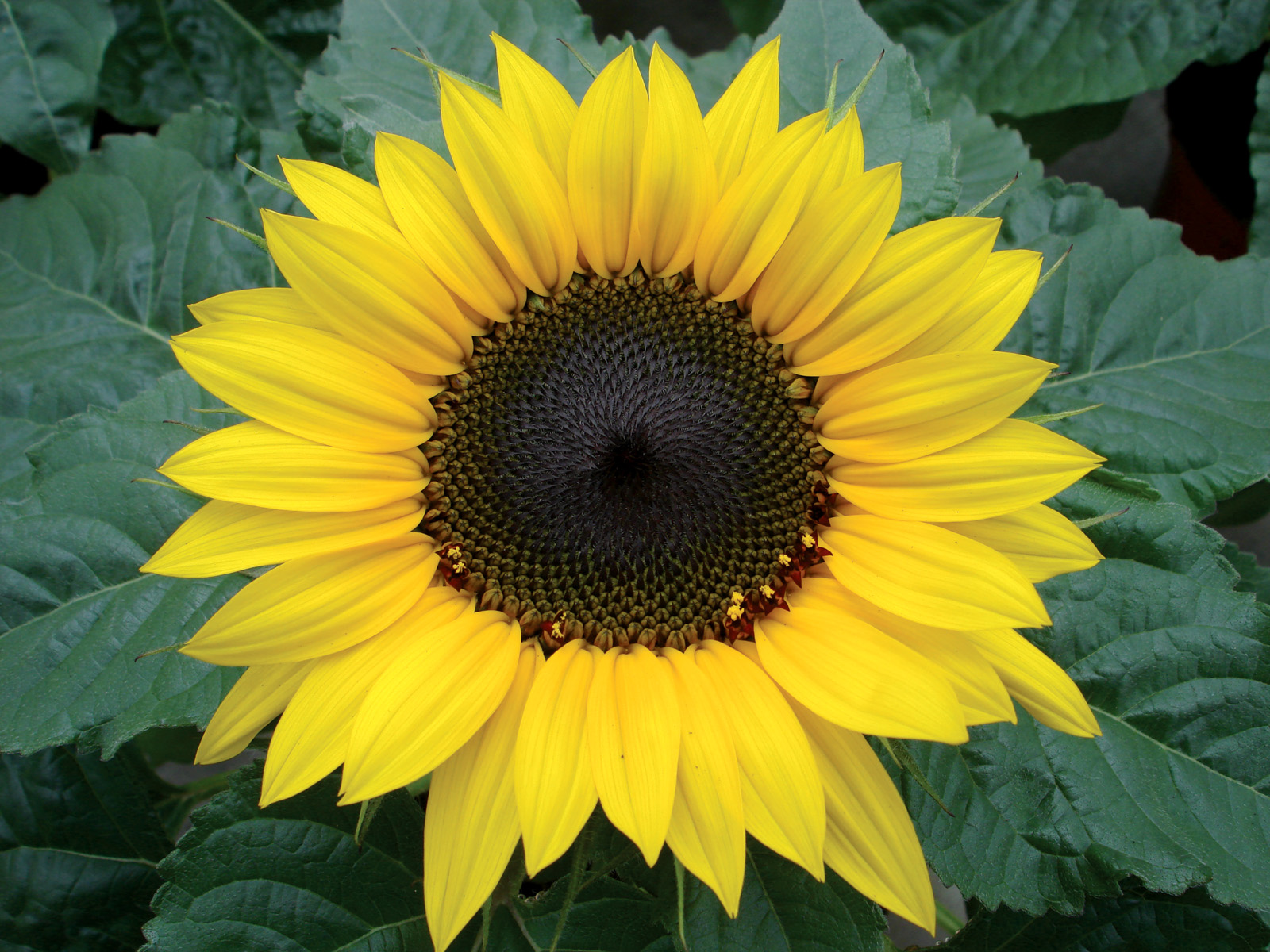 helianthus annuus choco sun flower