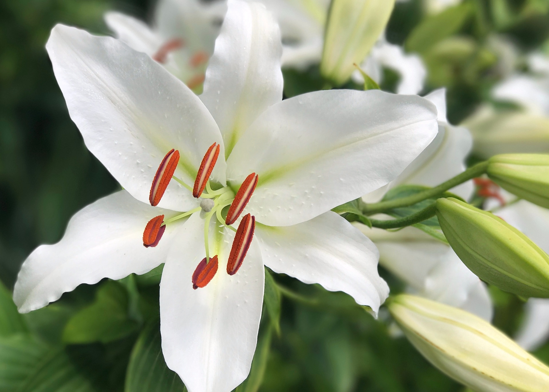 white lily