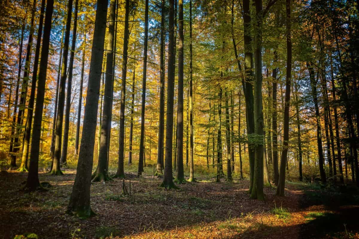 landscape dawn tree nature forest