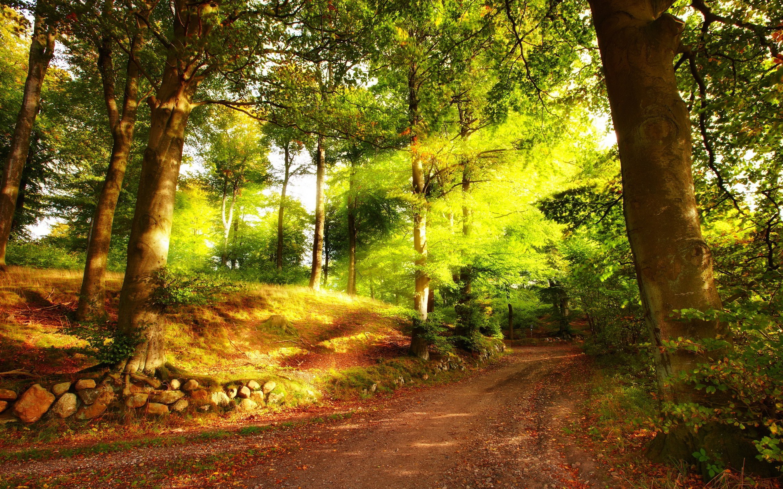 sun rays in summer forest