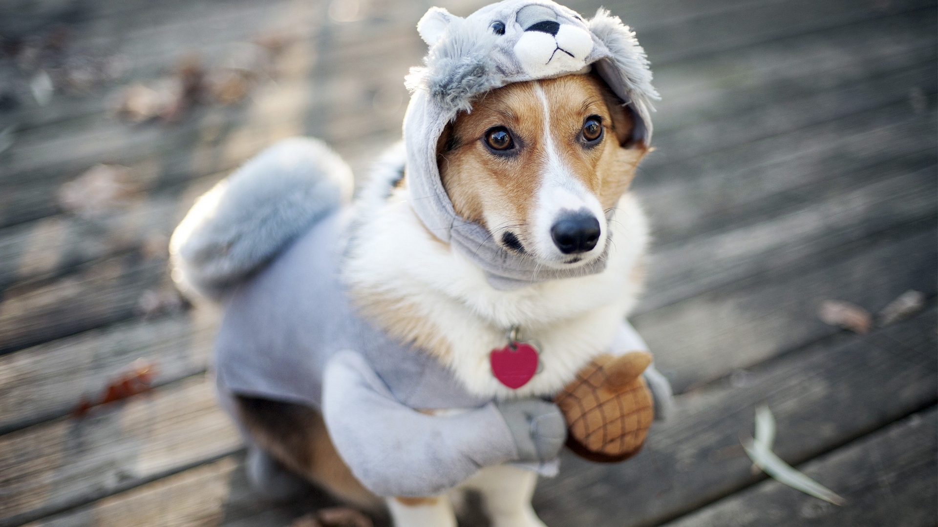 funny dog dressed