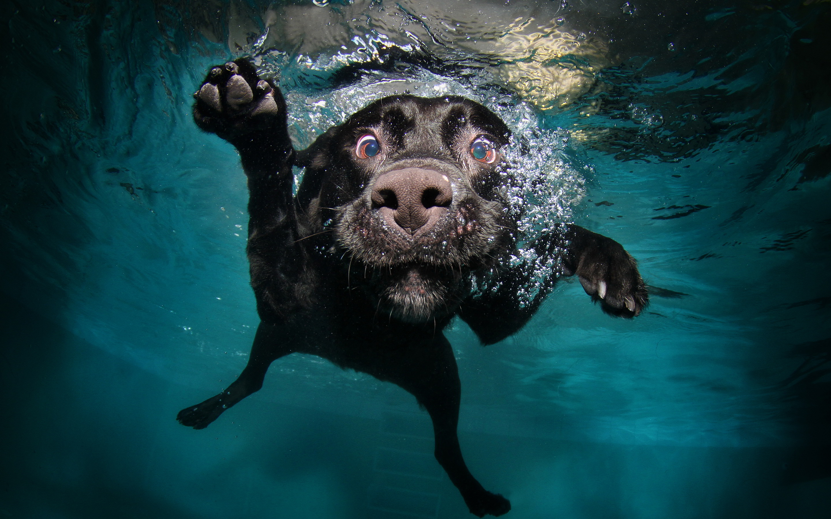 funny dog swim under water