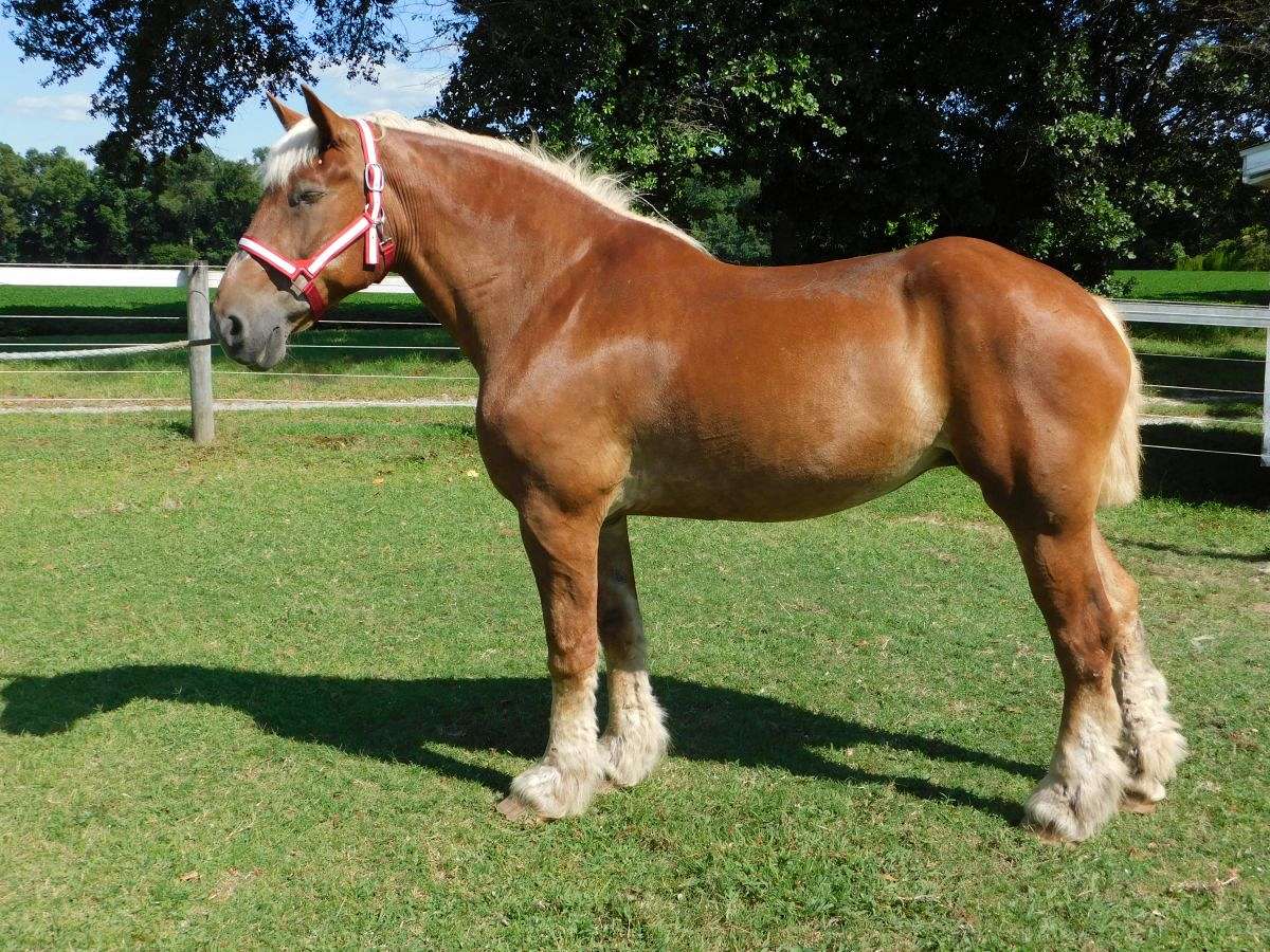 belgian horse