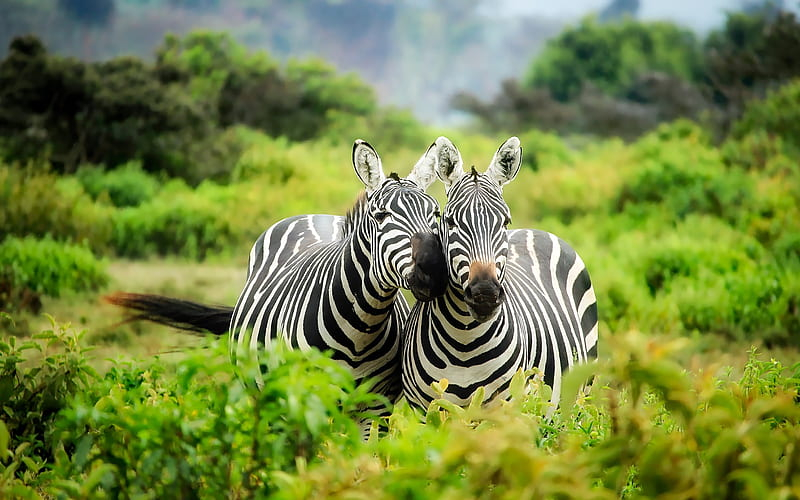 Two Zebras Standing Together Green Savanna Wildlife Photography Wallpaper