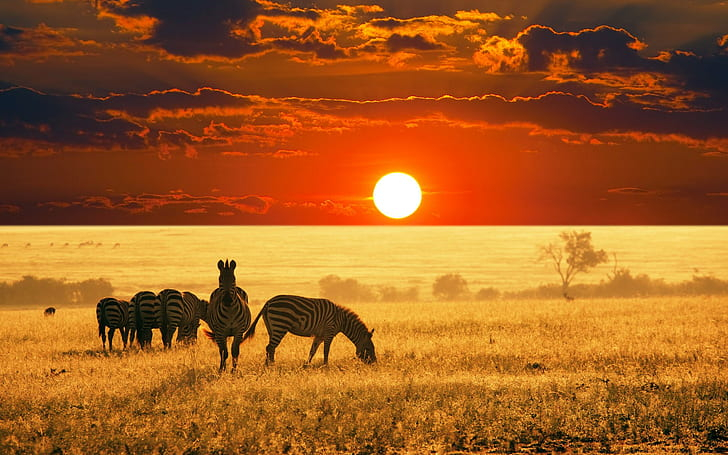 Zebras Grazing Sunset Savanna African Wildlife Landscape Photography Wallpaper