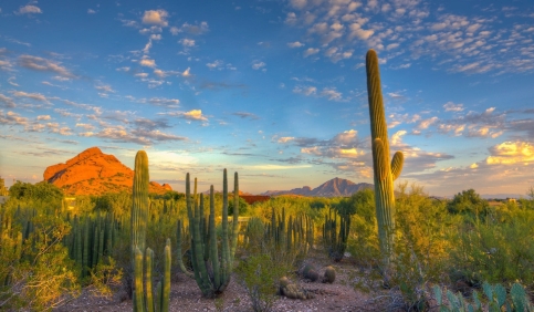 mexico cactus desert