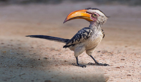zazu lion king yellow billed hornbill bird character